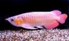 GOOD-AROWANA-FISHES-FOR-SALE